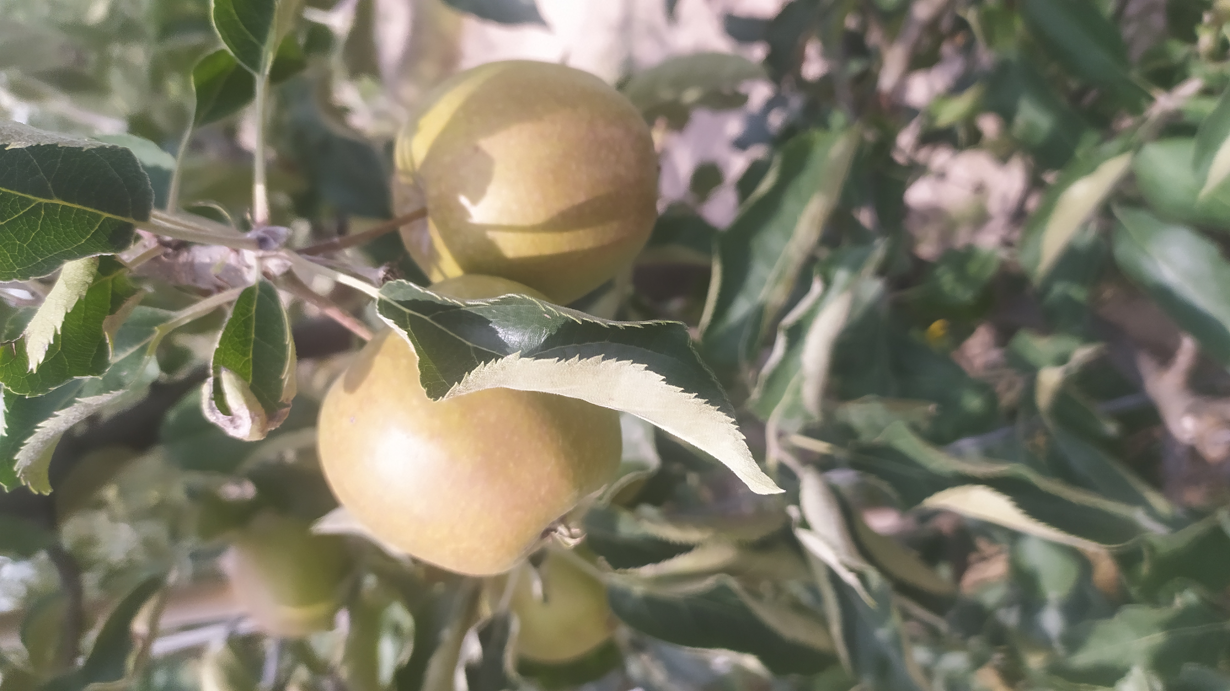 Zwalczanie mszyc w ekologicznym sadzie jabłoniowym