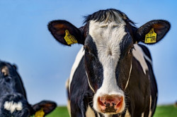 Podsumowanie seminarium „Nowe trendy w zakresie żywienia i utrzymania bydła mlecznego”