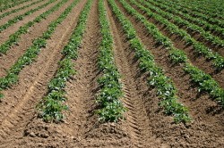 Podstawy prawidłowej agrotechniki ziemniaków