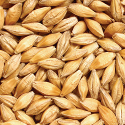 Pomoc krajowa dla producentów pszenicy, żyta, jęczmienia, pszenżyta lub mieszanek zbożowych  do 5 czerwca.