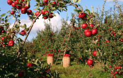 INTERWENCJA 4: Zachowanie sadów tradycyjnych odmian drzew owocowych
