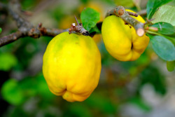 Najnowsza pozycja wydawnicza WMODR - alternatywne gatunki owoców do uprawy w gospodarstwach ogrodniczych