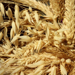 Pomoc krajowa dla producentów pszenicy, żyta, jęczmienia, pszenżyta lub mieszanek zbożowych