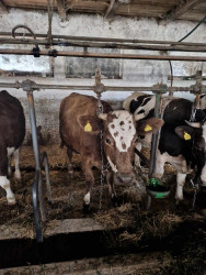 Poprawa laktacji i składu mleka krów w warunkach produkcji ekologicznej - podsumowanie demonstracji w powiecie olsztyńskim