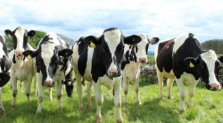 Spotkanie branżowe dla hodowców bydła mlecznego