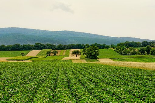 Rolnictwo węglowe