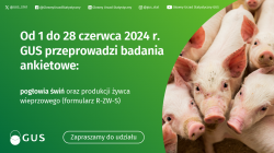 Badanie GUS dotyczące pogłowia świń oraz produkcji żywca wieprzowego