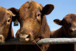 Spotkanie branżowe dla hodowców bydła mięsnego i ras zachowawczych