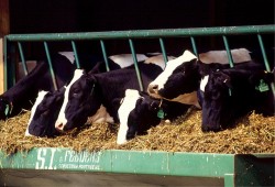 Żywienie bydła mlecznego