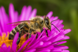 Nabory wniosków o przyznanie pomocy w ramach interwencji pszczelarskich