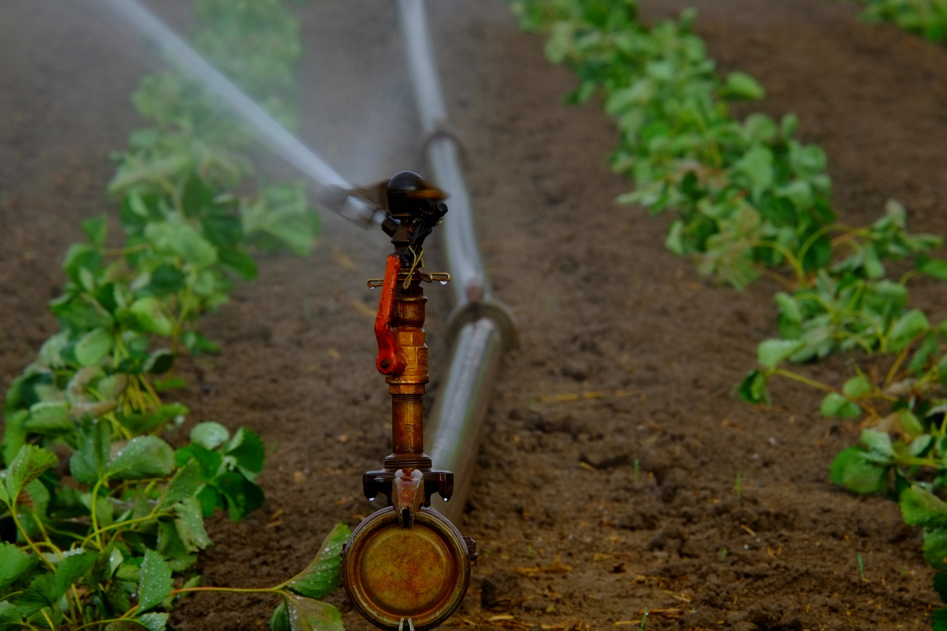 Odzysk wody ze ścieków komunalnych do nawadniania upraw