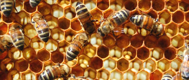 Interwencje w sektorze pszczelarskim od 2023