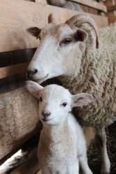 Chów owiec w gospodarstwie ekologicznym - powiat olsztyński