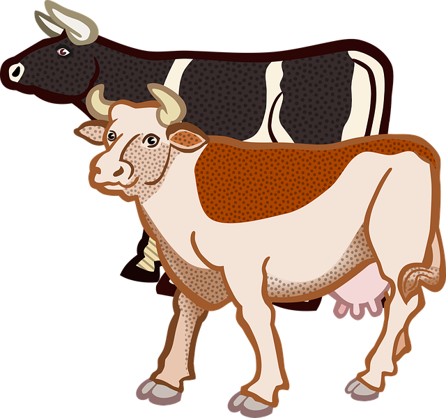 Typy użytkowe bydła