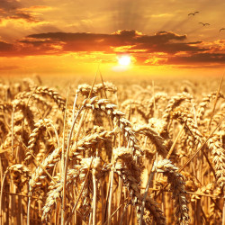 Pomoc dla producentów pszenicy lub kukurydzy