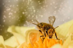 Interwencje pszczelarskie - 20 listopada rusza nabór wniosków