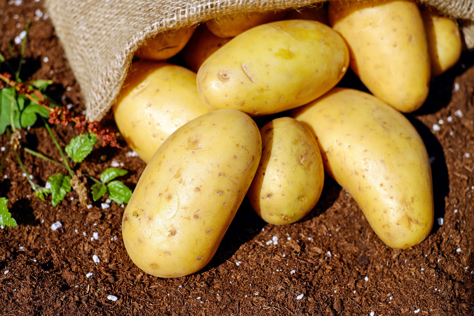 Korzystne zmiany dla producentów ziemniaków