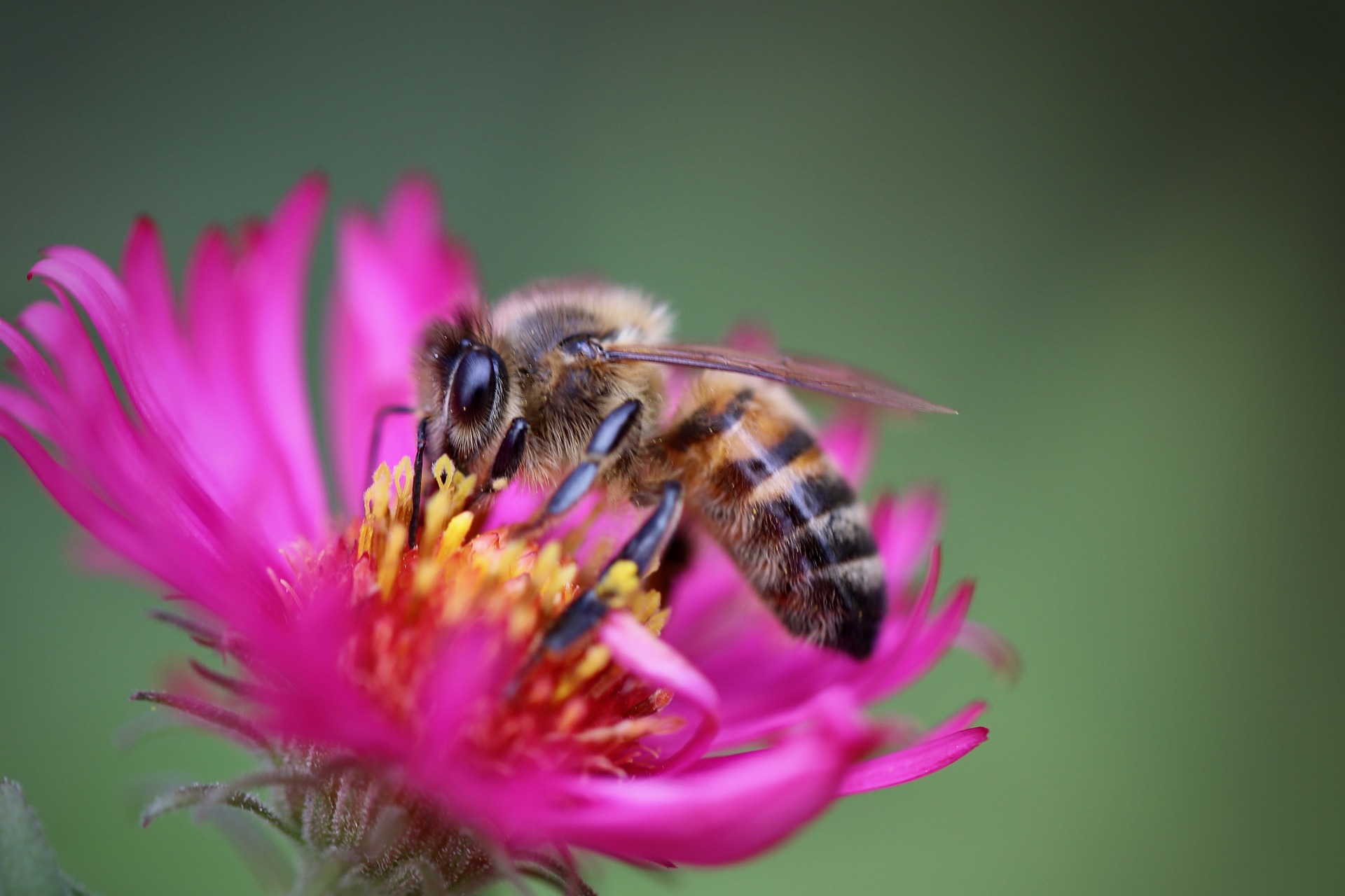 Program na rzecz zwiększenia populacji i ochrony pszczół w województwie warmińsko-mazurskim