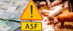 Nieoprocentowane pożyczki na spłatę zobowiązań cywilnoprawnych dla producentów świń z obszarów ASF