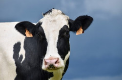 Seminarium „Praktyczne podejście do profilaktyki i zwalczania chorób bydła mlecznego w kontekście opłacalności produkcji”, 20.10.2022 r.