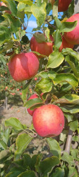 Ekologiczna uprawa jabłoni - dobre praktyki w województwie mazowieckim - powiat grójecki