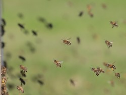 Określenie nowego zagrożenia dla pszczół