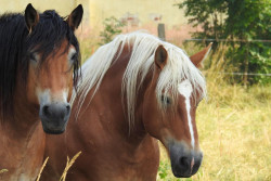 Spotkanie branżowe dla hodowców koni