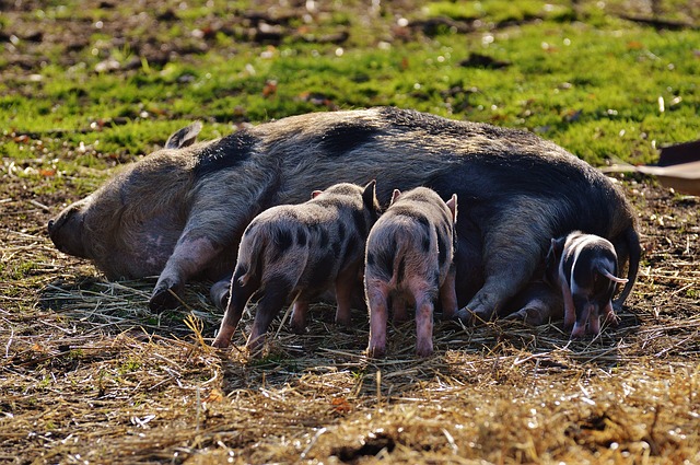 Zasady prawidłowego żywienia świń