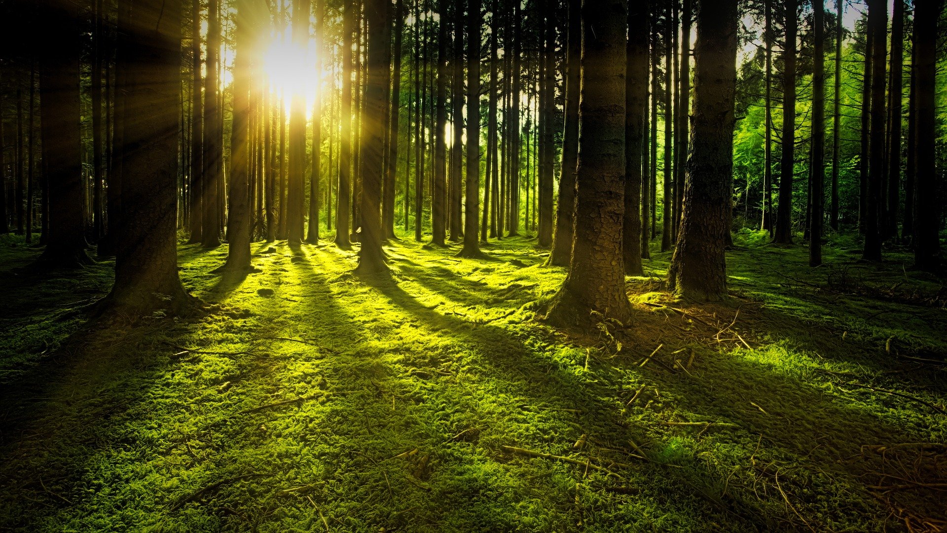 Wsparcie na inwestycje zwiększające odporność ekosystemów leśnych i ich wartość dla środowiska w ramach PROW 2014-2020