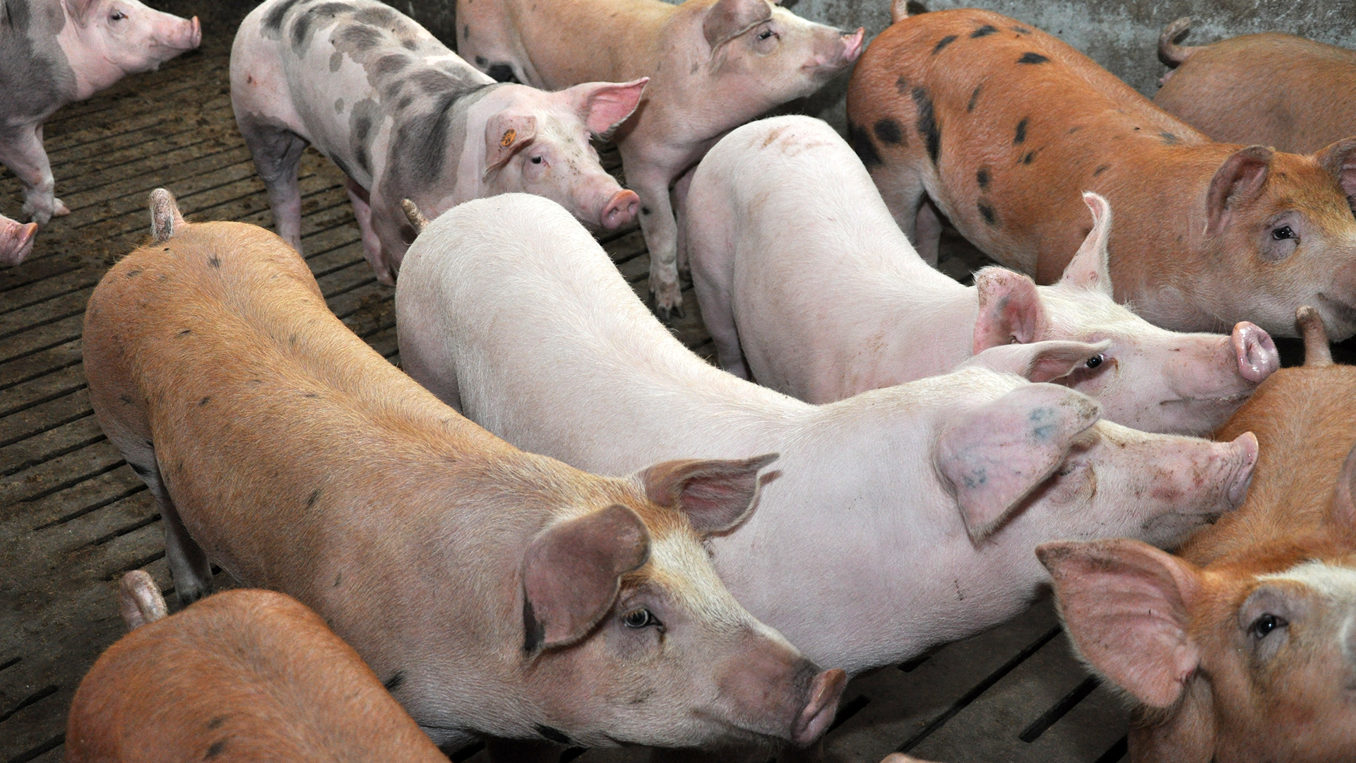 Komunikat w sprawie uproszczeń  dla gospodarstw utrzymujących świnie na własny użytek