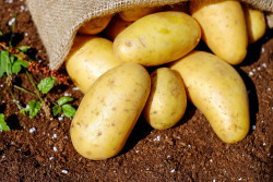 Odmiany ziemniaka zalecane do uprawy w województwie warmińsko - mazurskim w 2022 roku