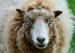 Spotkanie branżowe dla hodowców owiec