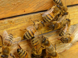 Szkolenie e-learningowe pn. "Dobre praktyki pszczelarskie - skuteczne i bezpieczne zwalczanie warrozy pszczół miodnych"
