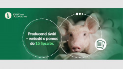 Pomoc finansowa dla producentów świń realizaujących co najmniej jedno działanie "prośrodowiskowe" - składanie wnosków do 15 lipca 2022 roku!