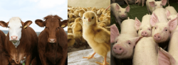 „Zarządzanie ryzykiem” - zwrot części kosztów ubezpieczenia zwierząt – nabór wniosków od 1 sierpnia do 30 sierpnia 2024