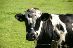 Parametry rozrodu bydła mlecznego