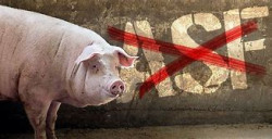 Plan bezpieczeństwa biologicznego dla gospodarstw utrzymujących świnie