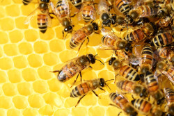 Trzy interwencje pszczelarskie – do 8 września można składać wnioski o płatność